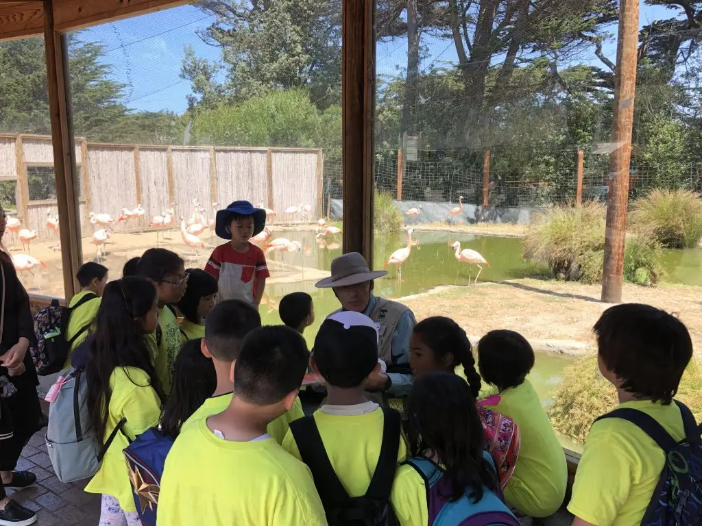 Mandarin class outing to the San Francisco Zoo