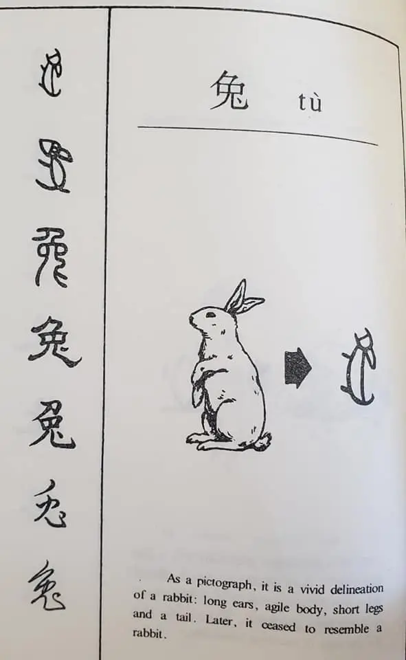 Chinese Learning One Word Everyday~【兔】(tù) 每日学一字 2 315948168 182067934501345 2334149087887483243 n