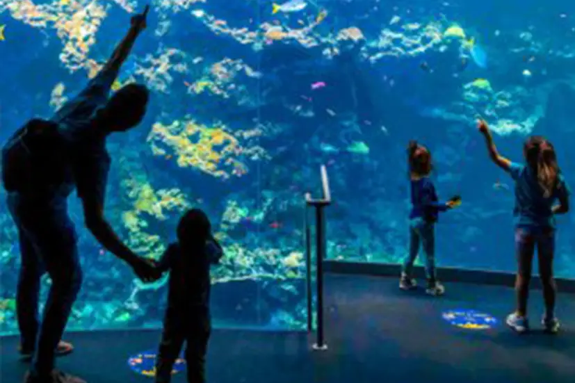 Immersive Mandarin Class at California Academy of Sciences